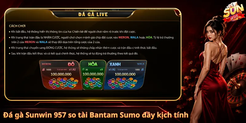 Đá gà Sunwin 957 so tài Bantam Sumo đầy kịch tính